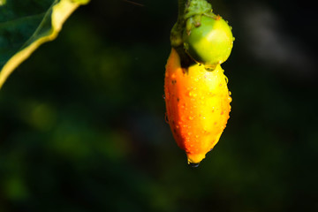 .2 yellow eggplant balls in the garden twigs draw material for Thai food during the hot season in Thailand.