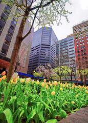 Wall Mural - White and yellow tulips blooming in Midtown Manhattan