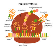 Structure And Functions Of The Ribosome. Peptide Synthesis. Creating A Peptide Chain. Vector Illustration In Flat Style Isolated Over White Background.
