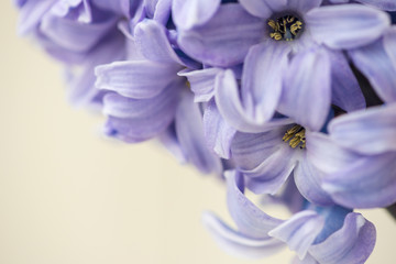 Wall Mural - Blue star Hyacinth flowers. Macro. Soft focus. Spring nature background