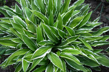 Green And White Hosta Grows On The Lawn In The Garden Close-up. View From Above