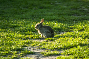 rabbit in the grass