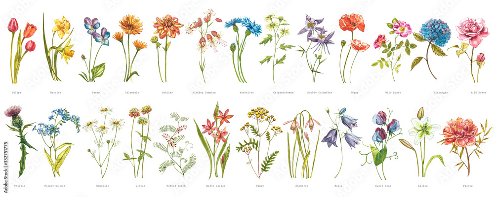 Watercolor collection of hand drawn flowers and herbs. Botanical plant illustration. Vintage medicinal herbs sketch set of ink hand drawn medical herbs and plants sketch. - obrazy, fototapety, plakaty 