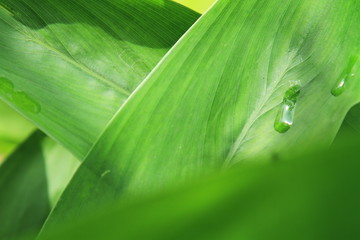 Greenish leafs, Green Background