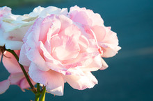 Pink Roses Growing Closeup