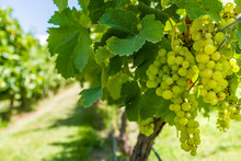 White Grapes On A Vine In A Vineyard In Mendoza On A Sunny Day