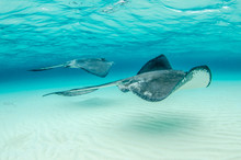 The Underwater Marine Animals Of Grand Cayman