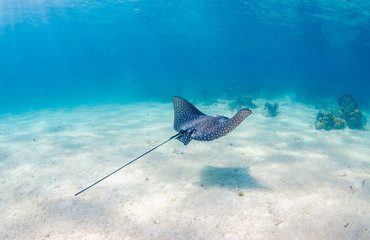 The underwater marine animals of Grand Cayman