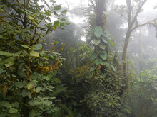 Canopy Of A Cloud Forest In Monteverde, Costa Rica