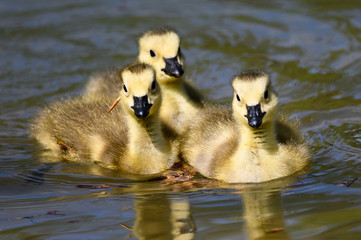 Canvas Print - Adorable Newborn Goslings Learning to Swim in the Refreshingly Cool