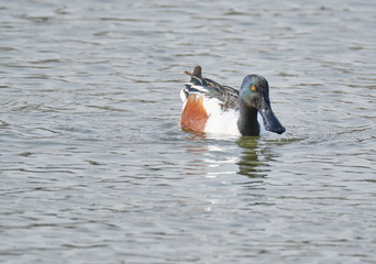 Wall Mural - Northern Shoveler Duck