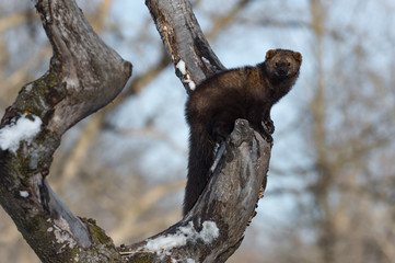 Wall Mural - fisher (martes pennanti) perched in tree looks out winter