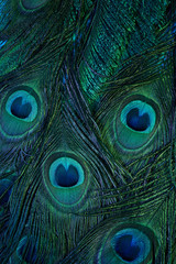 Wall Mural - vintage peacock feather background. abstract style background. vintage natural pattern. feather patt