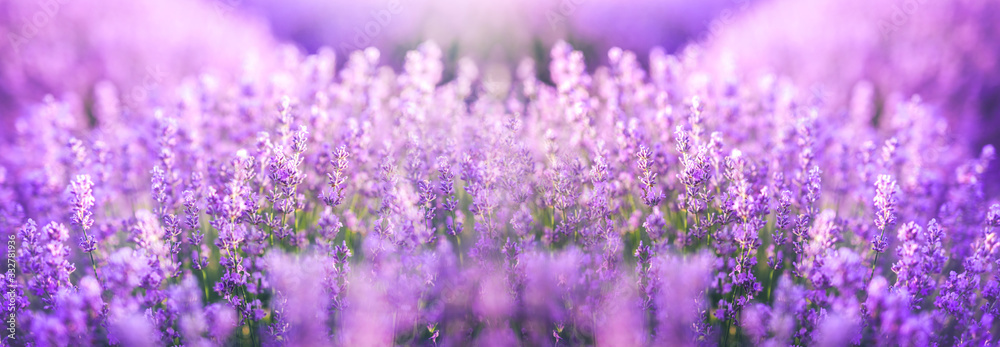 Panoramic purple lavender flowers blooming. Concept of beauty, aroma and aromatherapy - obrazy, fototapety, plakaty 