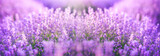 Panoramic purple lavender flowers blooming. Concept of beauty, aroma and aromatherapy