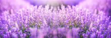 Panoramic Purple Lavender Flowers Blooming. Concept Of Beauty, Aroma And Aromatherapy