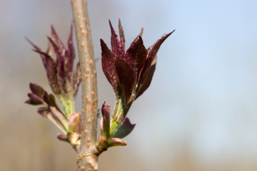 Poster - buds of tree in spring