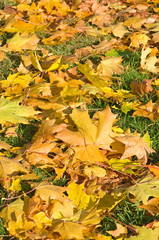 Canvas Print - Acer platanoides