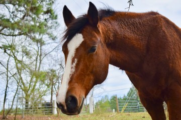 Horse in field 