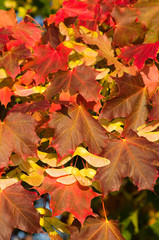 Canvas Print - Acer platanoides