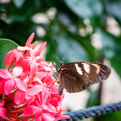 Wall Mural - butterfly on a flower