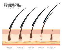 Eyelash Life Cycle And Growth Phases. How Long Do Eyelash Extensions Stay On. Macro, Selective Focus. Guide. Infographic Vector Illustration