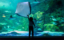 Boy Standing At Aquarium With A Stingray Swimming By
