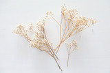 Fototapeta Dmuchawce - Dried white flowers on white