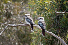 The Two Laughing Kookaburras Are Resting On A Tree Branch