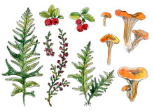 Set Of Hand-drawn Watercolor Sketch Elements Chanterelles, Cranberry, Fern, Grass, Blooming Heather Isolated