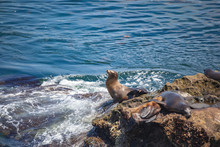Seals And Sea Lions In La Jolla