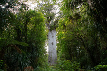 Tāne Mahuta Kauri Tree In New Zealand