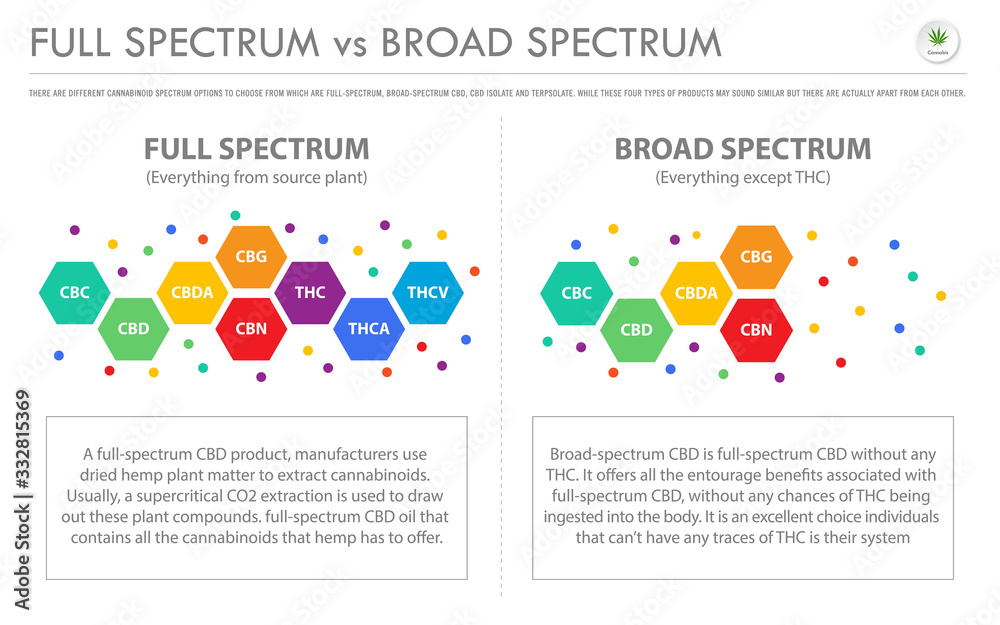 Full Spectrum vs Broad Spectrum horizontal business infographic illustration about cannabis as herbal alternative medicine and chemical therapy, healthcare and medical vector. - obrazy, fototapety, plakaty 