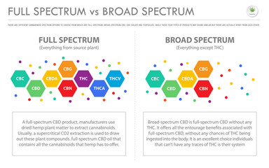 Full Spectrum vs Broad Spectrum horizontal business infographic illustration about cannabis as herbal alternative medicine and chemical therapy, healthcare and medical vector.