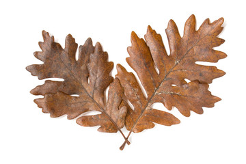 Dry brown autumn oak tree leaves isolated on white background