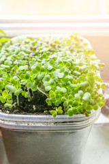 Wall Mural - Lettuce and watercress seedlings are grown on a window for planting in a greenhouse. Copy space