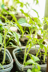 Wall Mural - tomato plants in pots of peat and paper on the window. Replacing plastic with an eco-friendly biodegradable material. Close up.