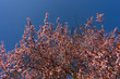 © vartzbed - spring blossom in March