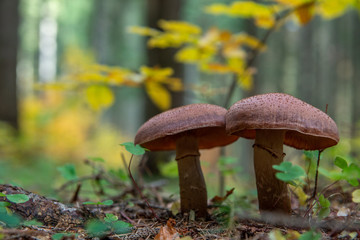 Two mushrooms in the forest