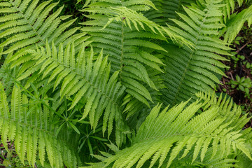 Sticker - Green fern in a forest