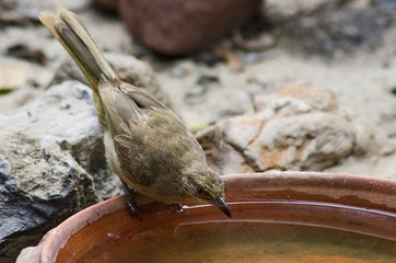 ‎Streak-eared bulbul drinks clear water in brown tray