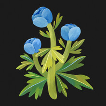Blue Flowers On Black Background, Botanical Illustration, Gouache Flowers