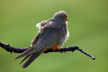 Wall Mural - The red-footed falcon (Falco vespertinus), formerly western red-footed falcon, male sitting on the branch with green background.Small falcon in backlight.