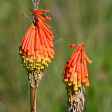 Red Hot Poker Flower In Malolotja Nature Reserve In Swaziland