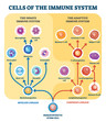 Immune system cells vector illustration. Labeled educational division scheme.