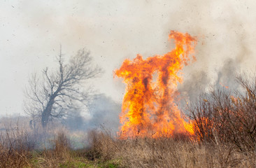 Fire. Grass is burning on the field. Fire flame close up.