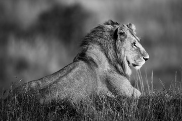 Canvas Print - Mono male lion lying in tall grass