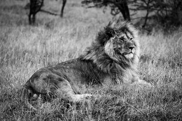 Canvas Print - Mono male lion lying in long grass