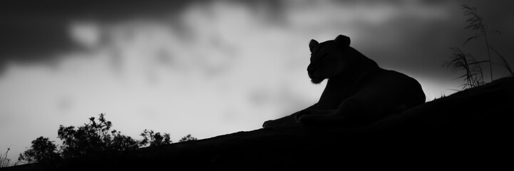 Canvas Print - Mono panorama of lioness silhouette near bushes