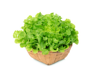 Canvas Print - green oak lettuce in wood basket isolated on white background